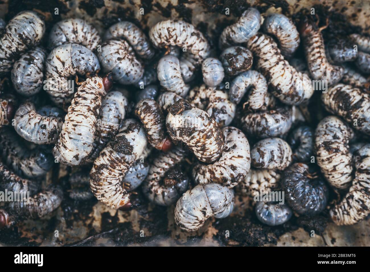 Larves de coléoptères, texture du fond des larves De Coléoptères Banque D'Images