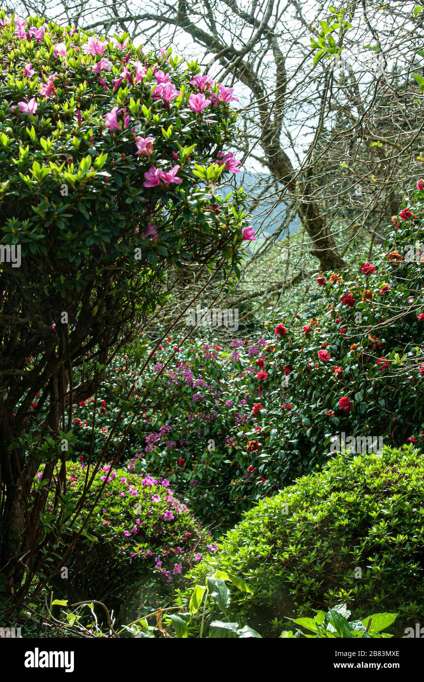 Portugal, Açores, Acores, Sao Miguel, Pico da Ferro, Lagoa das Furnas, Furnas, Banque D'Images