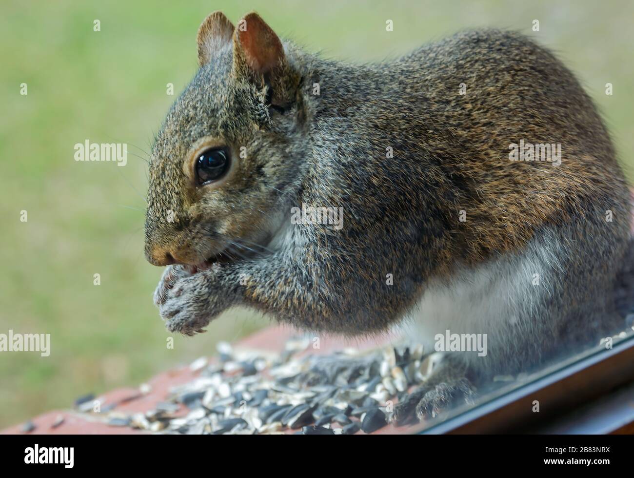Un écureuil gris de l'est mange des graines de tournesol à huile noire à partir d'une corniche de fenêtre, le 17 mars 2020, à Coden, en Alabama. Banque D'Images