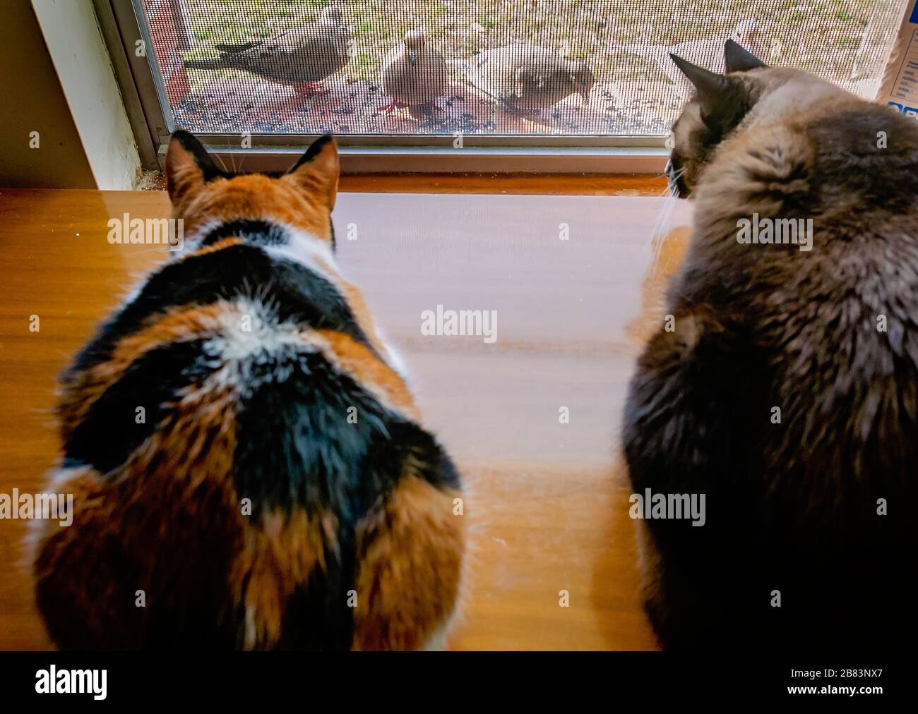 Citrouille, chat calico, et Twinkie, chat siamois, regarder les colombes pleurant manger des graines d'oiseaux à partir d'un rebord de fenêtre, 13 mars 2020, à Coden, Alabama. Banque D'Images