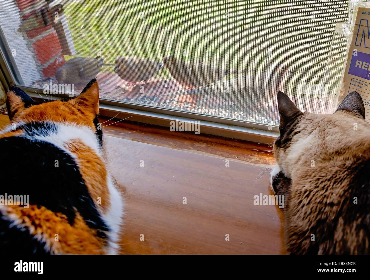 Citrouille, chat calico, et Twinkie, chat siamois, regarder les colombes pleurant manger des graines d'oiseaux à partir d'un rebord de fenêtre, 13 mars 2020, à Coden, Alabama. Banque D'Images