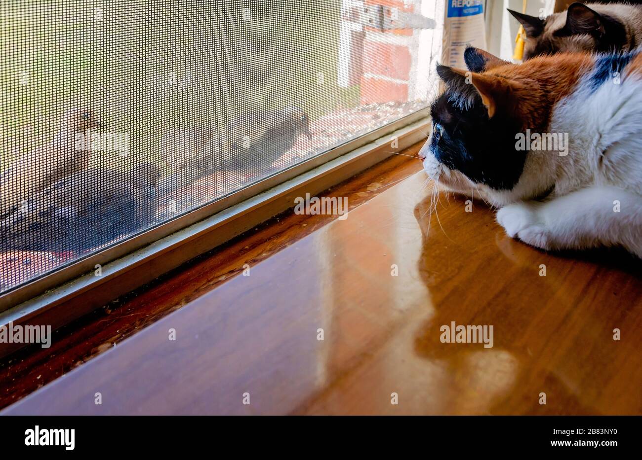 Citrouille, un chat calico, regarde pleurer les colombes mangeant des graines d'oiseaux d'une corniche de fenêtre, 13 mars 2020, à Coden, Alabama. Banque D'Images