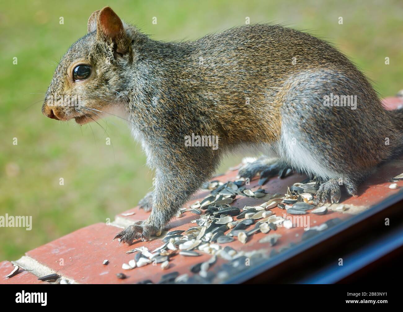 Un écureuil gris de l'est mange des graines de tournesol à huile noire à partir d'une corniche de fenêtre, le 17 mars 2020, à Coden, en Alabama. Banque D'Images
