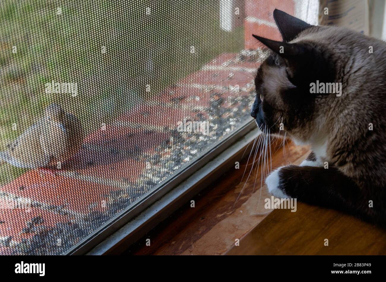 Twinkie, un chat siamois, observe des colombes pleurant manger des graines d'oiseaux à partir d'un rebord de fenêtre, 13 mars 2020, à Coden, Alabama. Banque D'Images