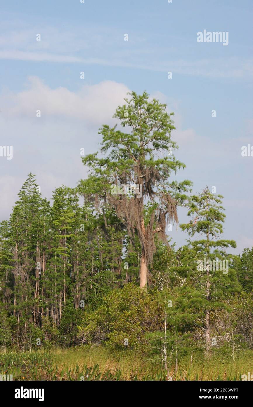 Bald Cypress Trees, (Taxodium distichum), avec Spanish Moss, Okefenokee Swamp, Géorgie et Floride, États-Unis, par Dembinsky photo Associates Banque D'Images