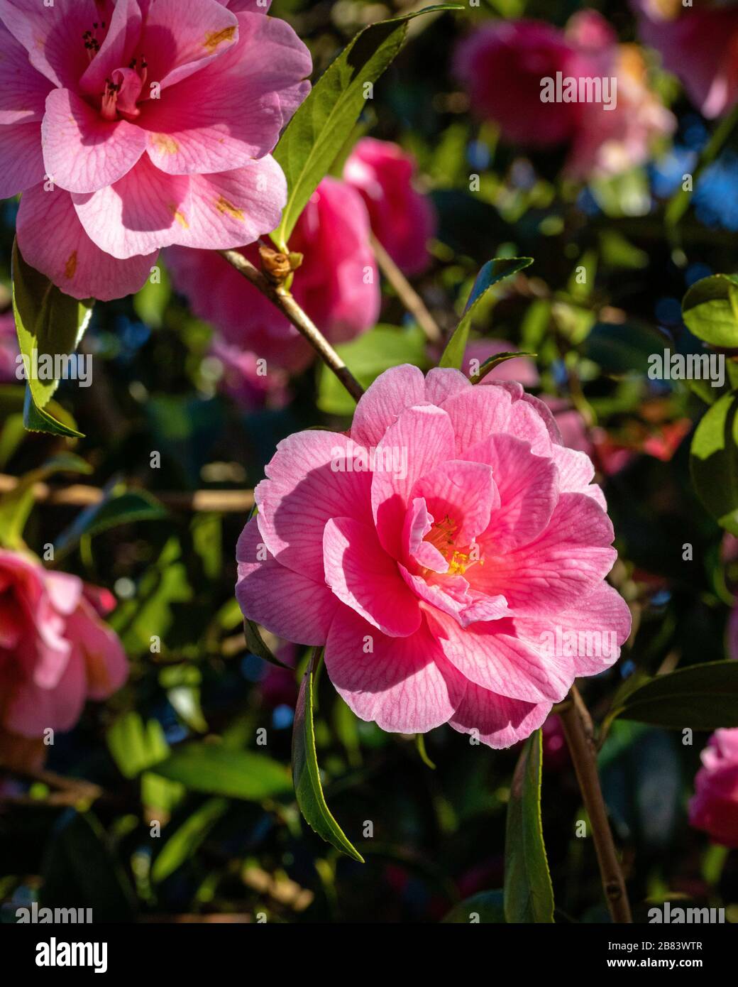 Jardin de printemps de Camellia Cornish Banque D'Images