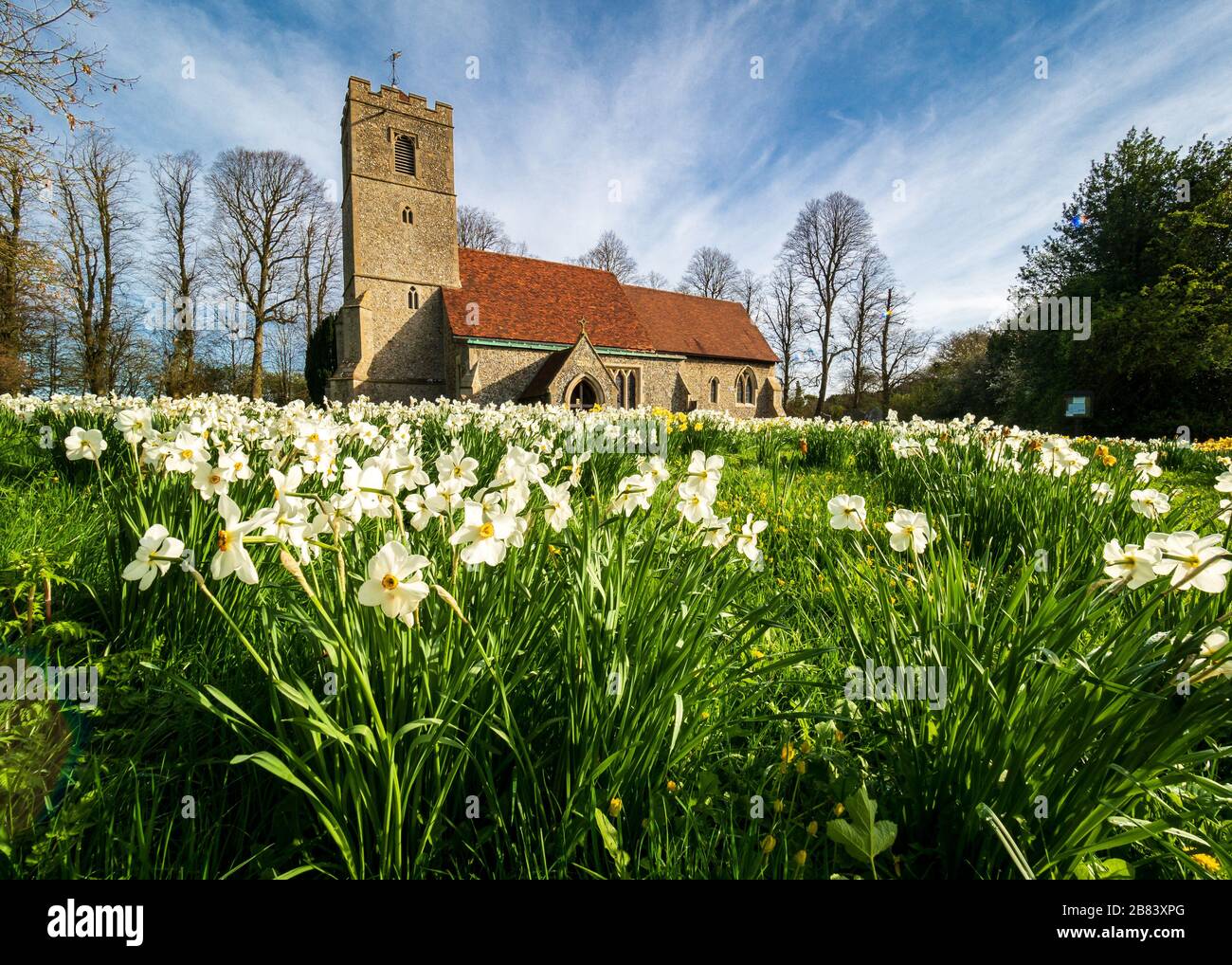 Vue de printemps Rickling Tous les Saints de l'Église avec Essex Essex Rickling de jonquilles fleurs en premier plan Banque D'Images