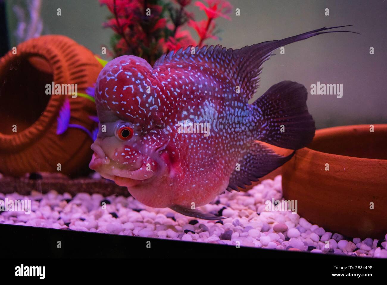 Le Flowerhorn Fish Aquarium Fish Flower Horn Fish Flowerhorn Cichlid Fish isolé sur fond blanc il y a un chemin d'écrêtage. Banque D'Images
