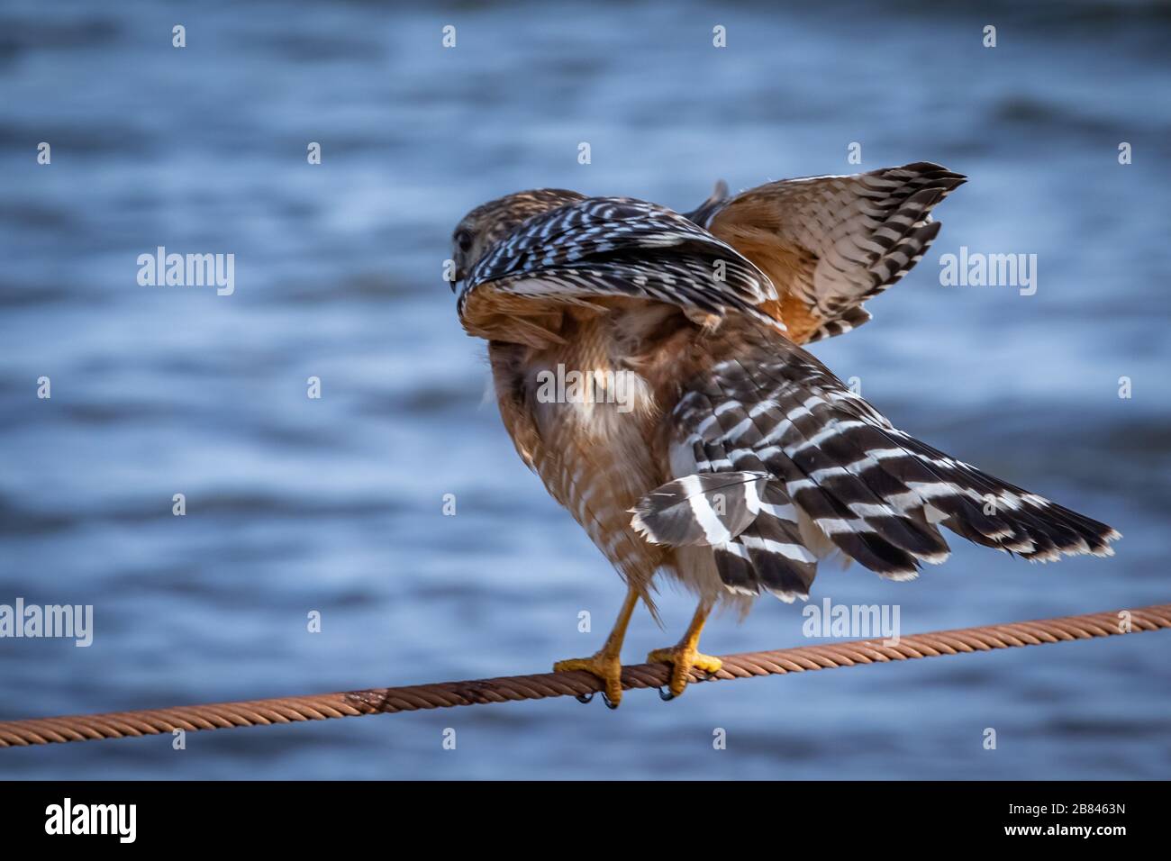 Buse à épaulettes rouges (Buteo lineatus) perchée sur un fil Banque D'Images