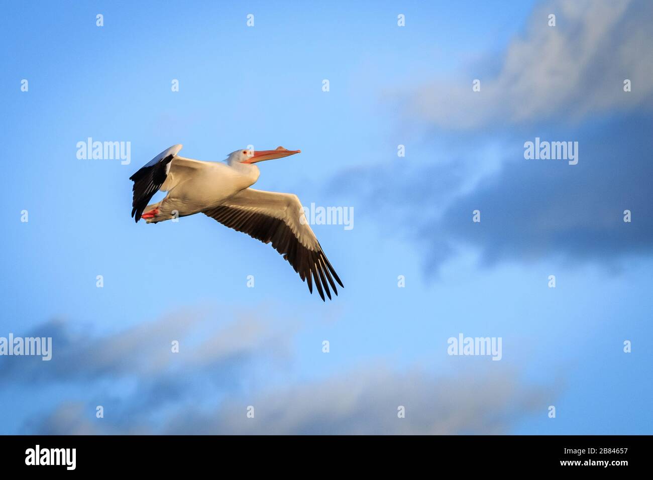 Pélican blanc (Pelecanus erythrorhynchos) en vol Banque D'Images