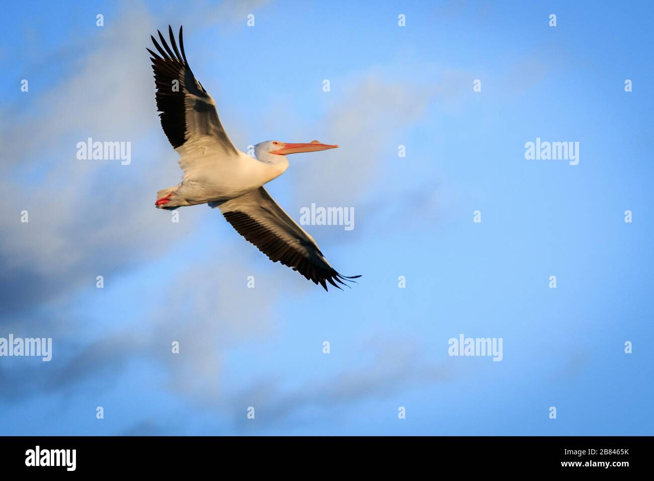 Pélican blanc (Pelecanus erythrorhynchos) en vol Banque D'Images