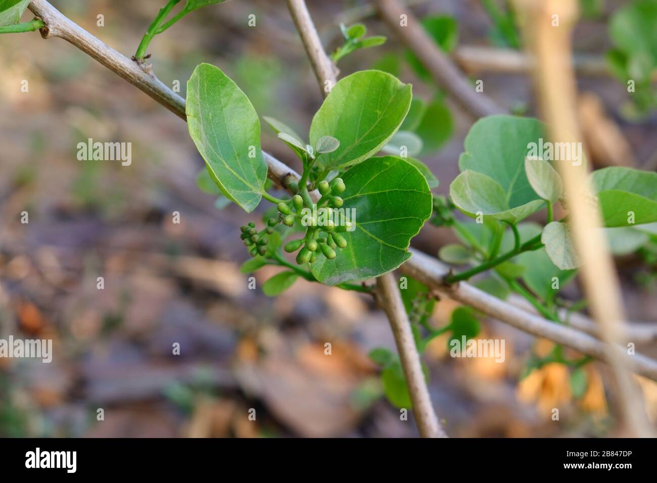 Cordia dichotoma est une espèce d'arbre à fleurs de la famille du bourage, Boraginaceae, originaire de l'écozone d'Indomalaya, dans le nord de l'Australie, et Banque D'Images