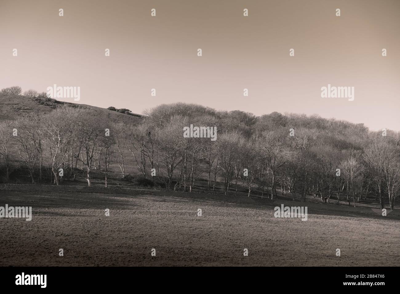 Sur le chemin de Seven Sisters Cliffs. Banque D'Images