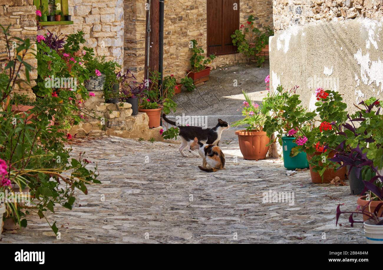 Les chats noir et blanc et calico sur les étroites rues pavées du village de Pano Lefkara. Quartier de Larnaca. Chypre Banque D'Images