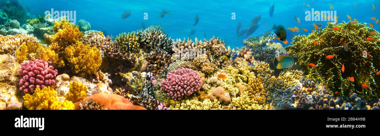 Monde sous-marin. Les poissons de mer rouge. L'Égypte Banque D'Images