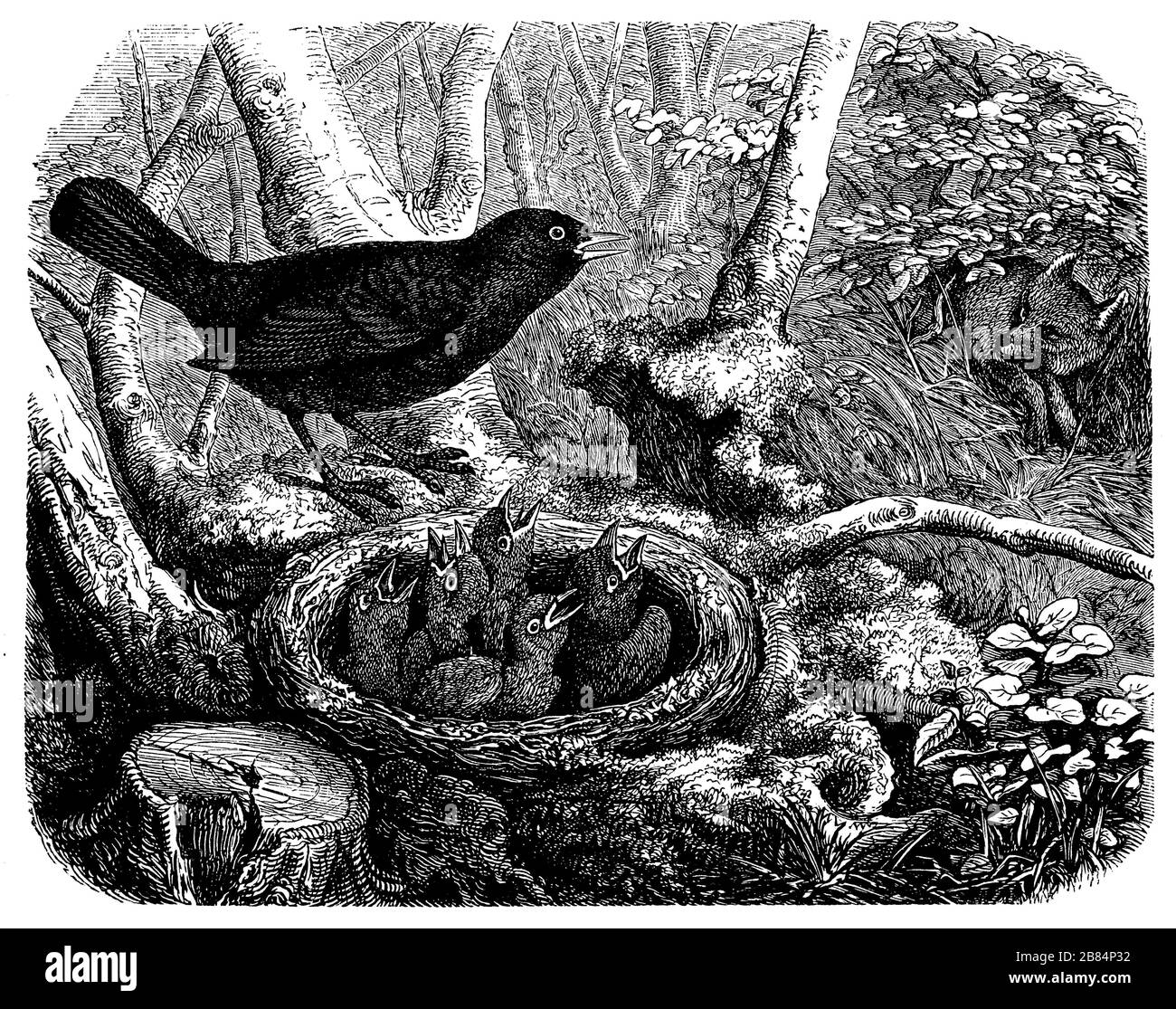 blackbird, Turdus merula, anonym (livre de zoologie, 1899) Banque D'Images