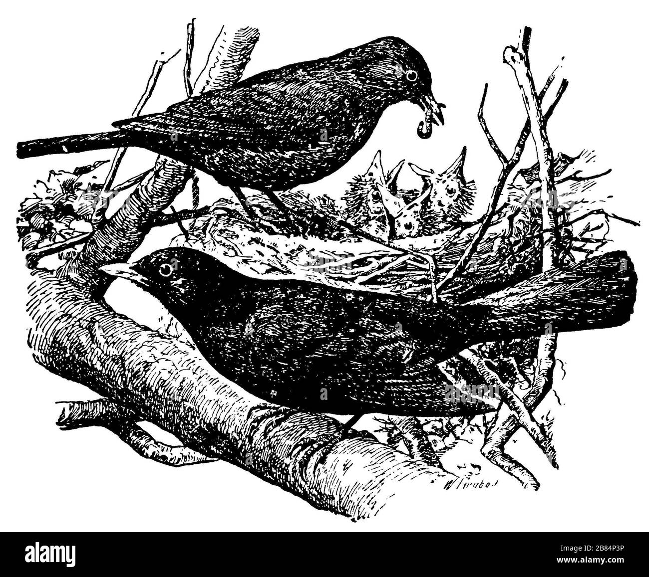 blackbird, Turdus merula, W[ALTER] Heubach (livre de zoologie, 1928) Banque D'Images