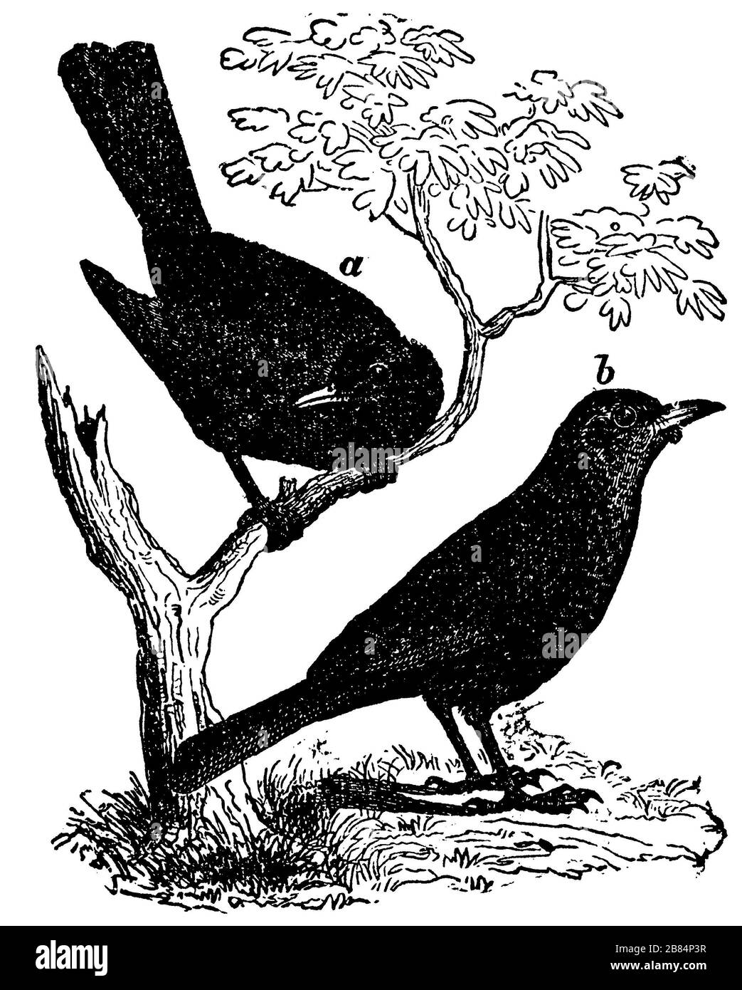 blackbird, Turdus merula, anonym (livre de zoologie, 1877) Banque D'Images