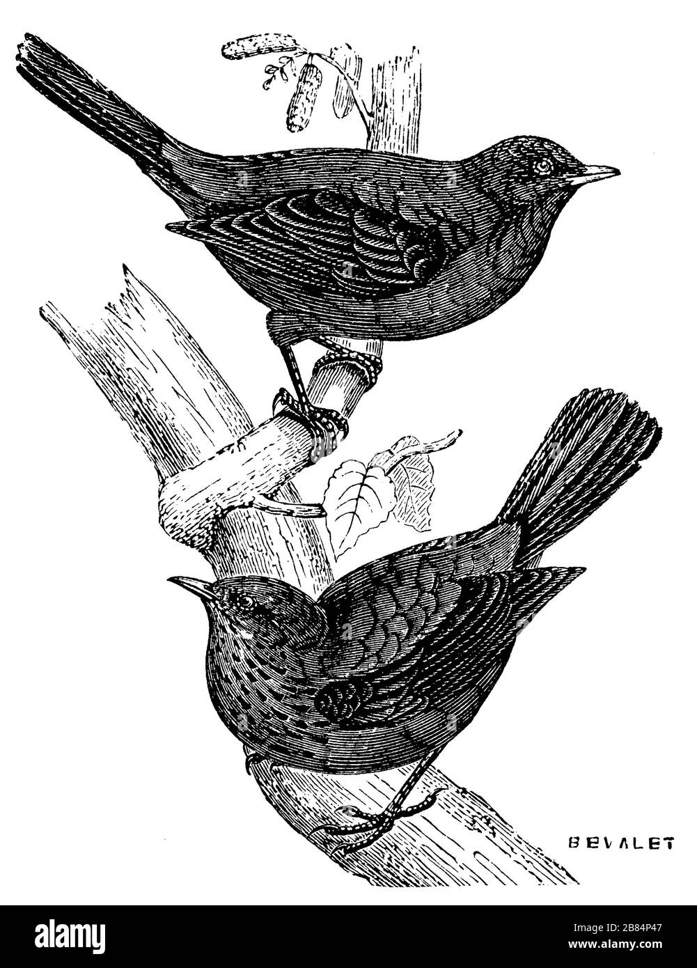 blackbird, Turdus merula, (encyclopédie, 1893) Banque D'Images