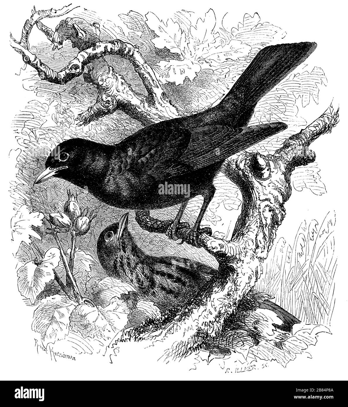 blackbird, Turdus merula, (livre de zoologie, 1870) Banque D'Images