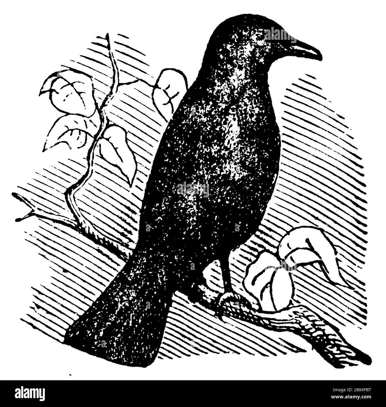 blackbird, Turdus merula, (encyclopédie, 1900) Banque D'Images