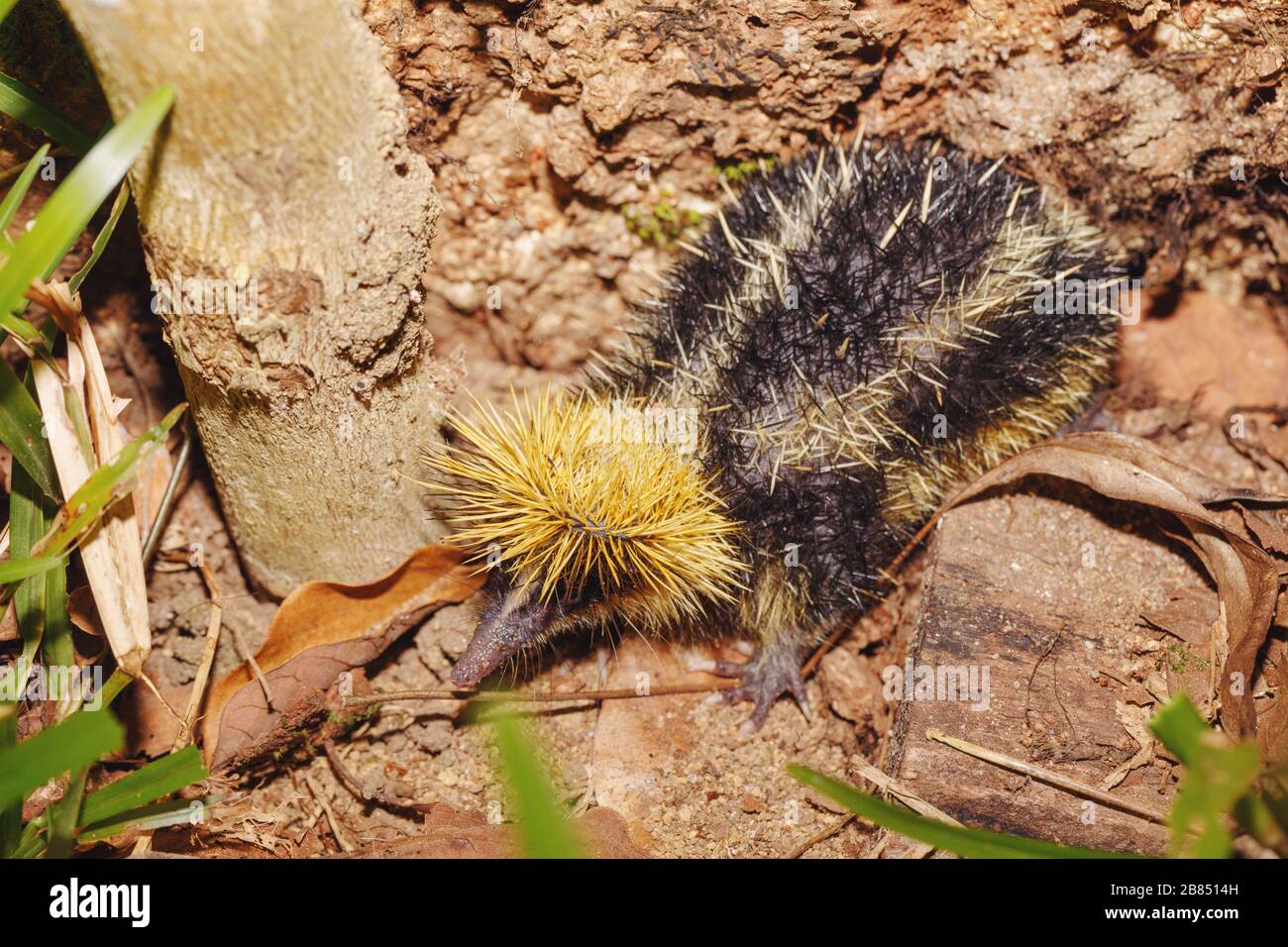Des animaux endémiques ont strié Tenrec, Hemicentetes semispinosus, en