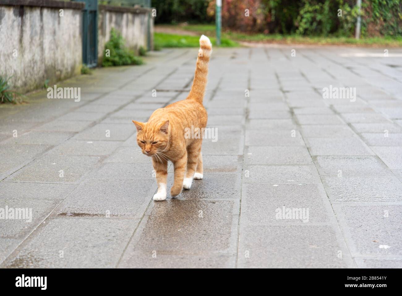 Cat marchant sur l'île de Murano, Murano/Venise, Italie/Europe Banque D'Images