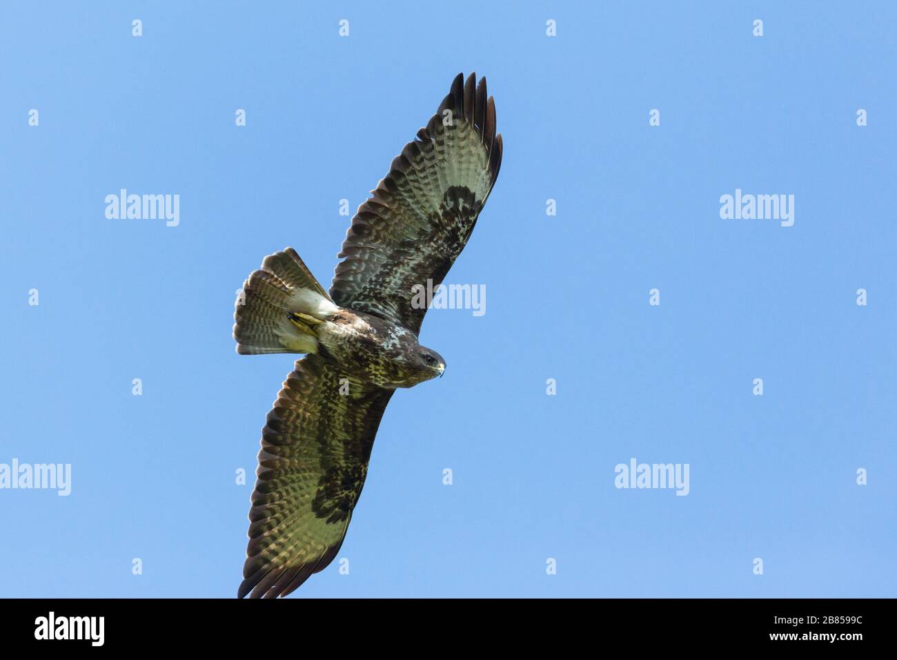 buzzard commun gros plan (buteo buteo) en vol, ailes écartées, ciel bleu Banque D'Images