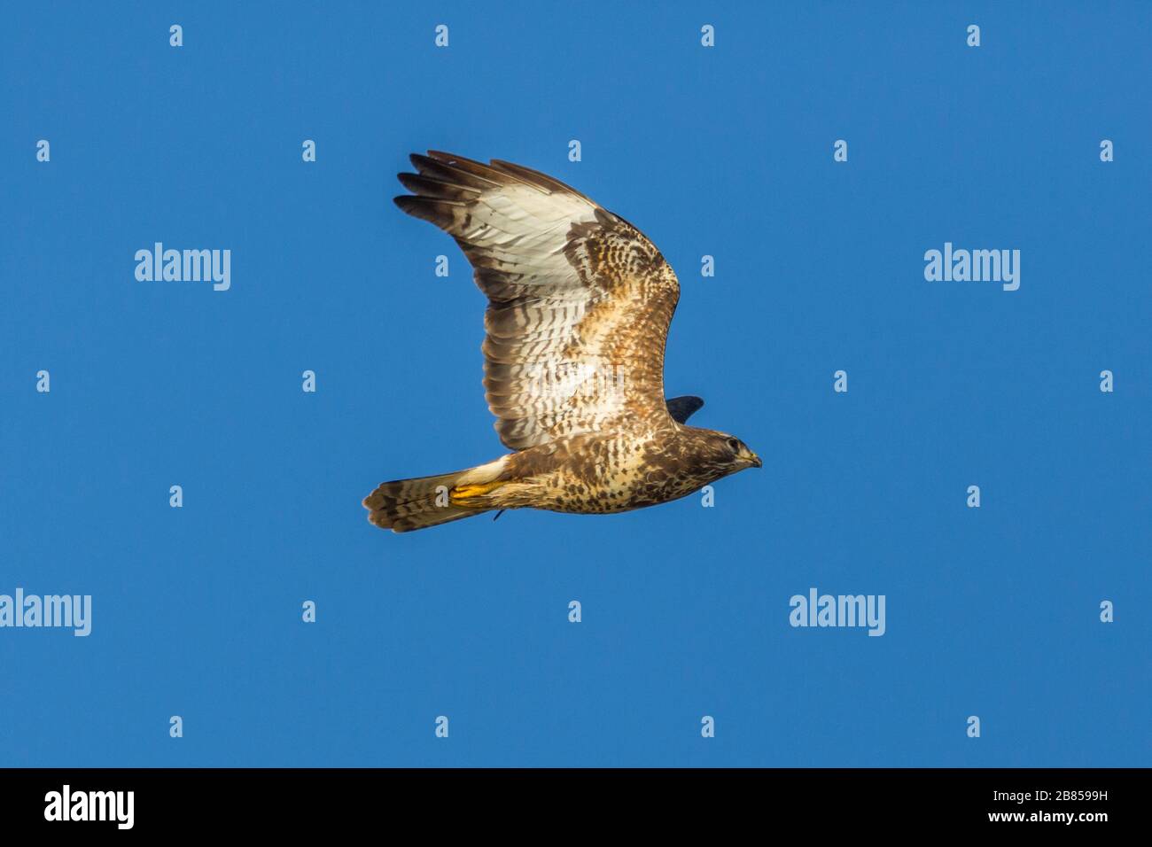 vue latérale un buzzard commun (buteo buteo) en vol dans le ciel bleu Banque D'Images