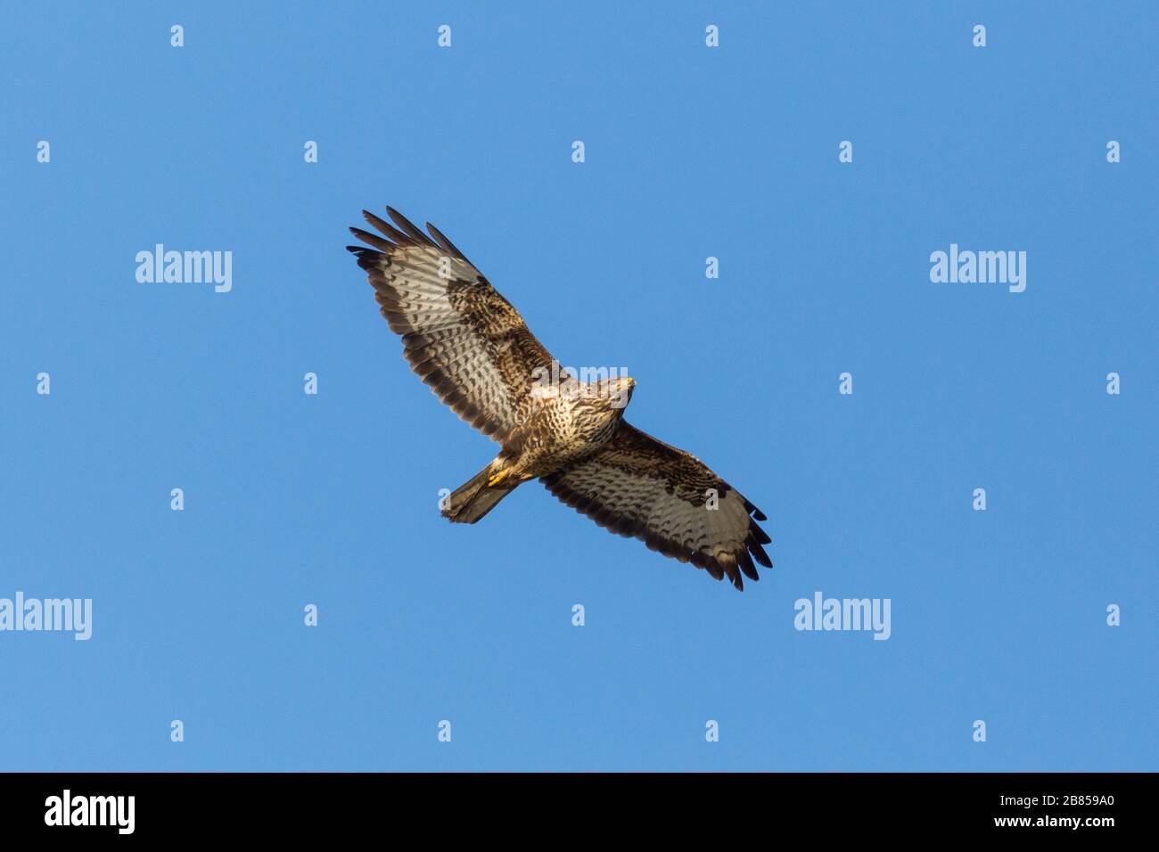 un oiseau buzzard commun (buteo buteo) en vol dans le ciel bleu Banque D'Images