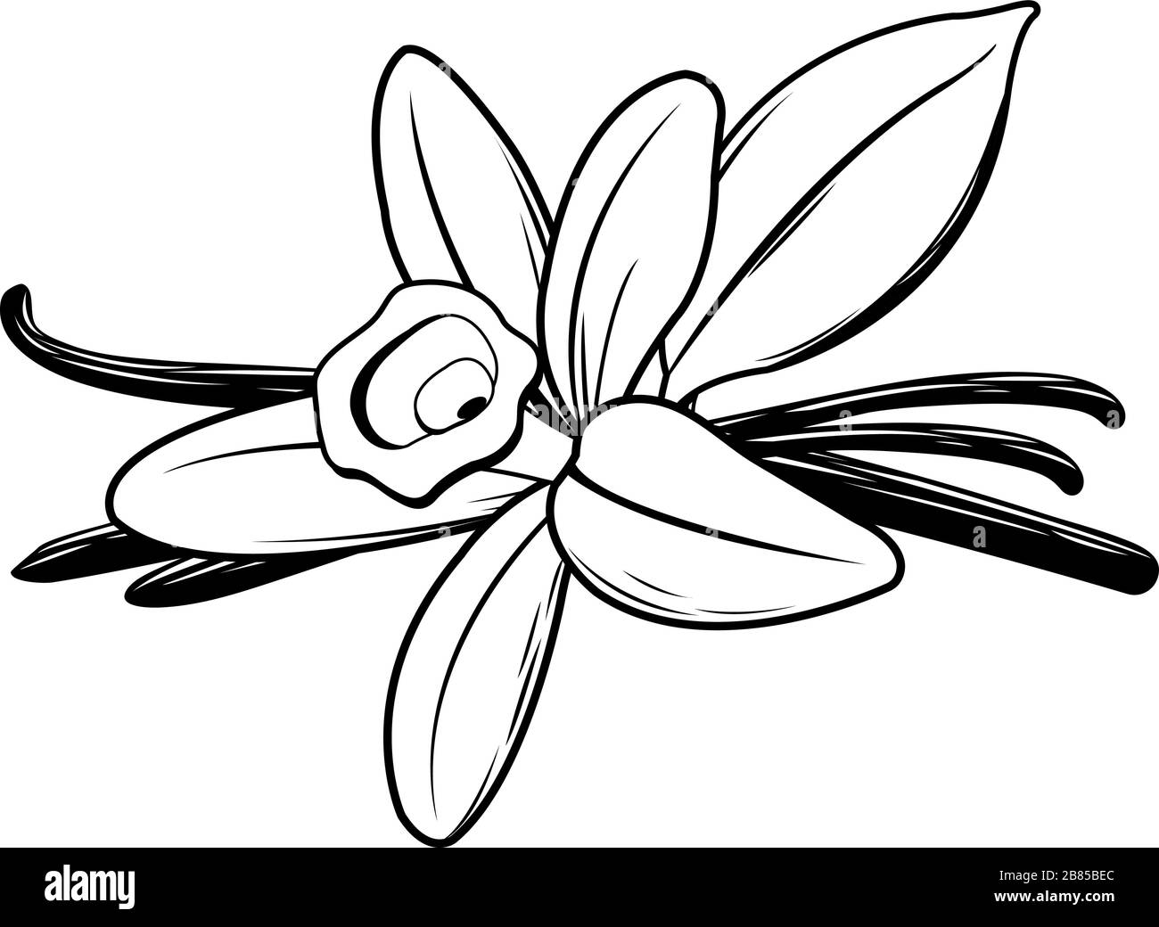 Fleur de vanille et bâton. Illustration en noir et blanc Illustration de Vecteur