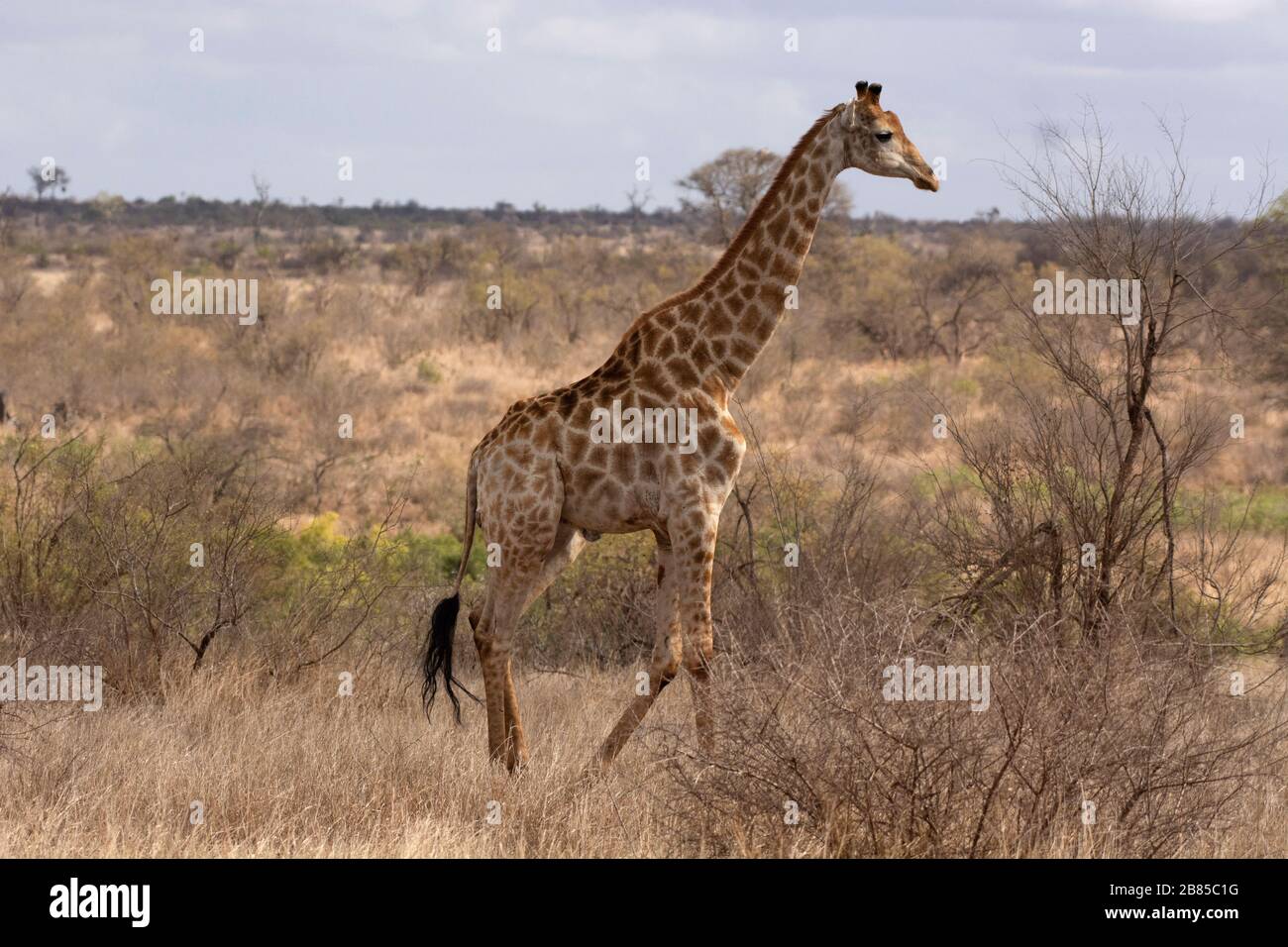 Giraffe, Giraffa, Parc national Kruger, Afrique du Sud Banque D'Images