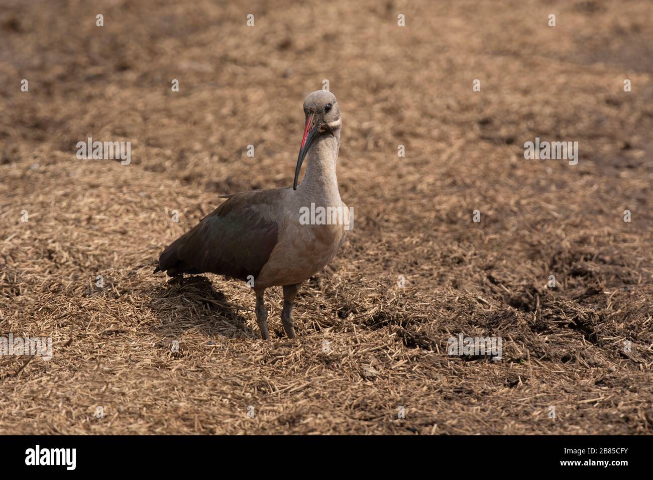 Hadada ibis, Bostrychia hagedash, Parc national Kruger, Afrique du Sud Banque D'Images