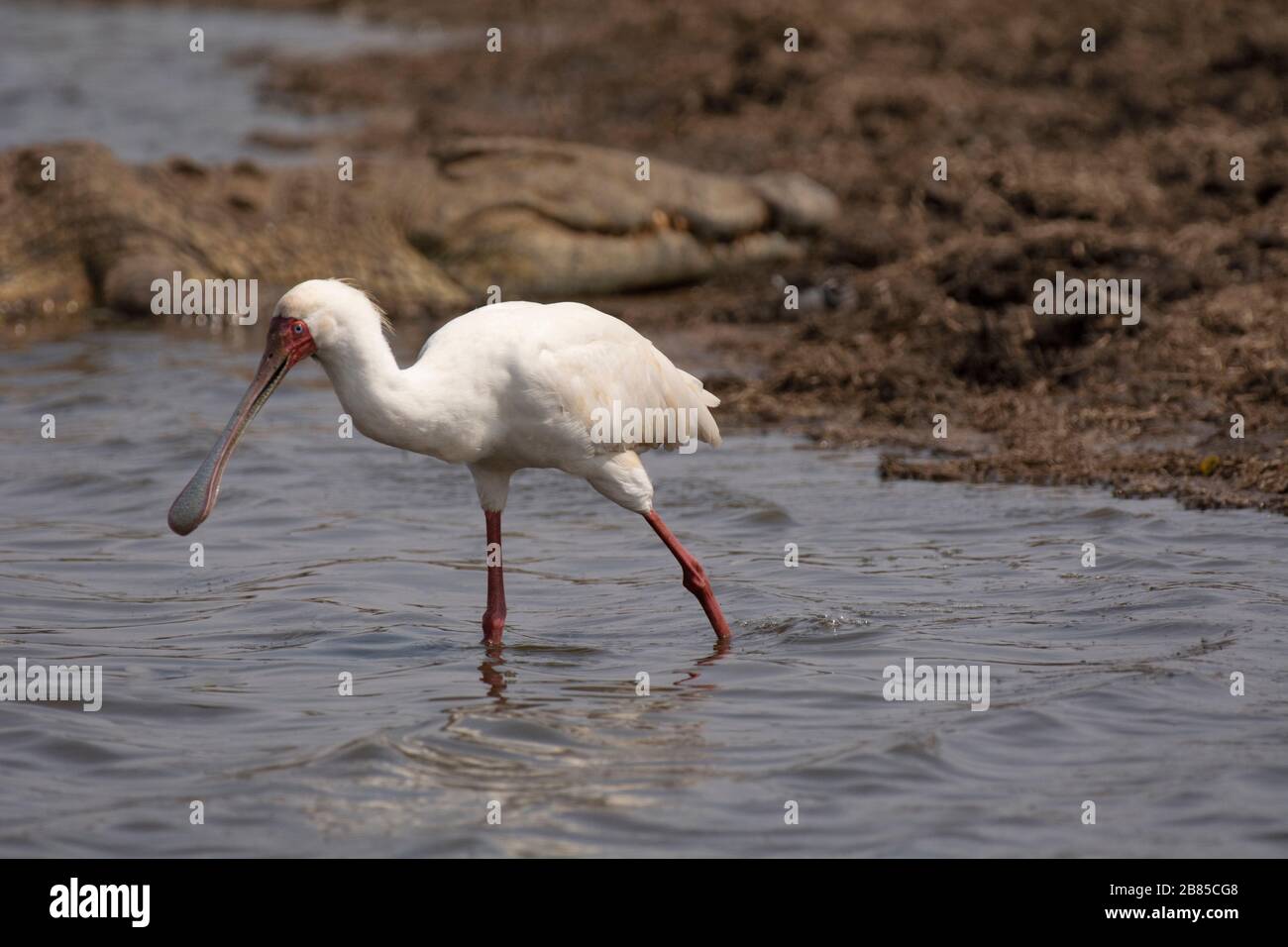 Spoonbill, Platalea alba, Kruger National Park, Afrique du Sud Banque D'Images