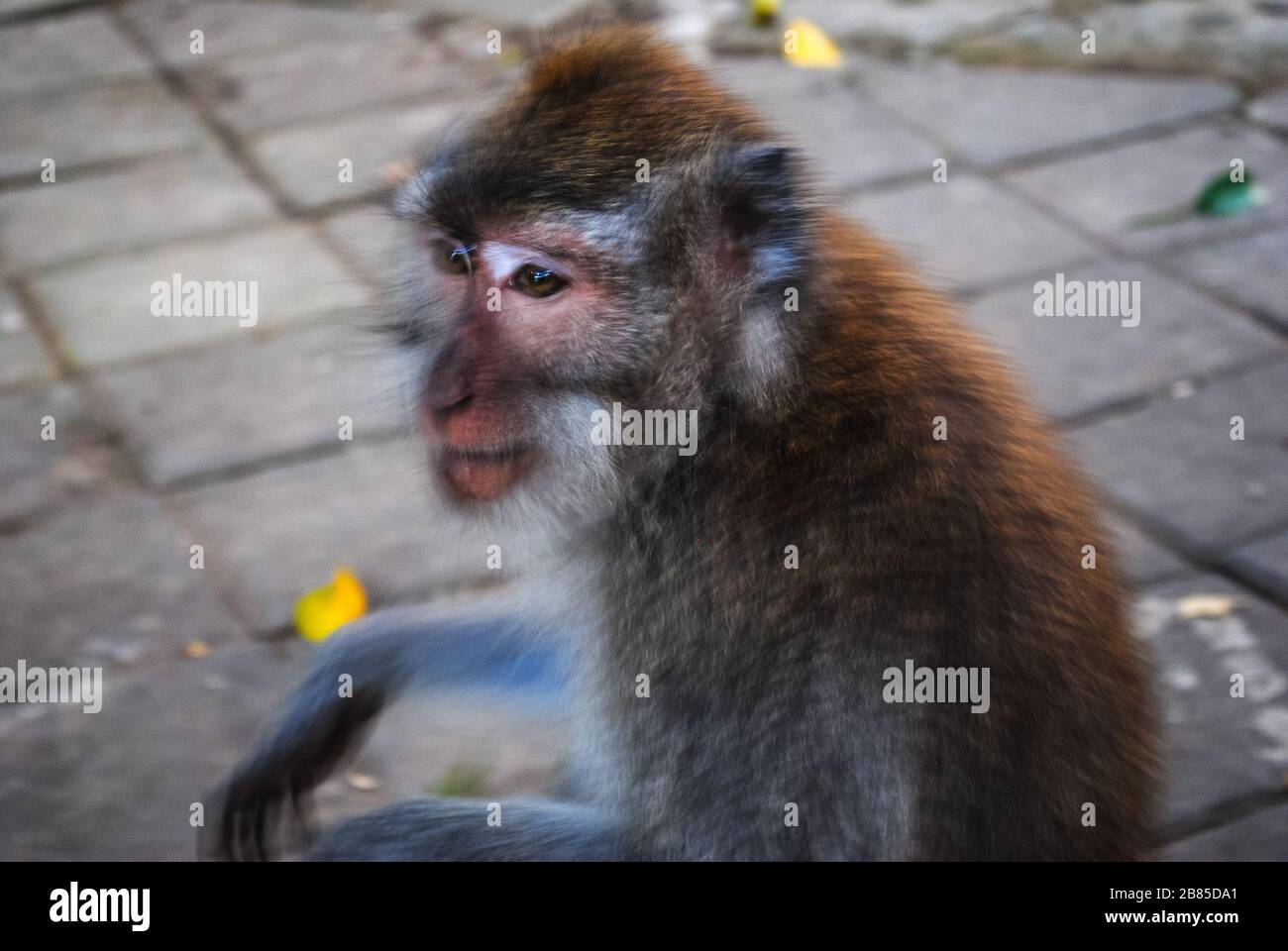 Un singe assis à la Forêt des singes sacrés à Bali Banque D'Images