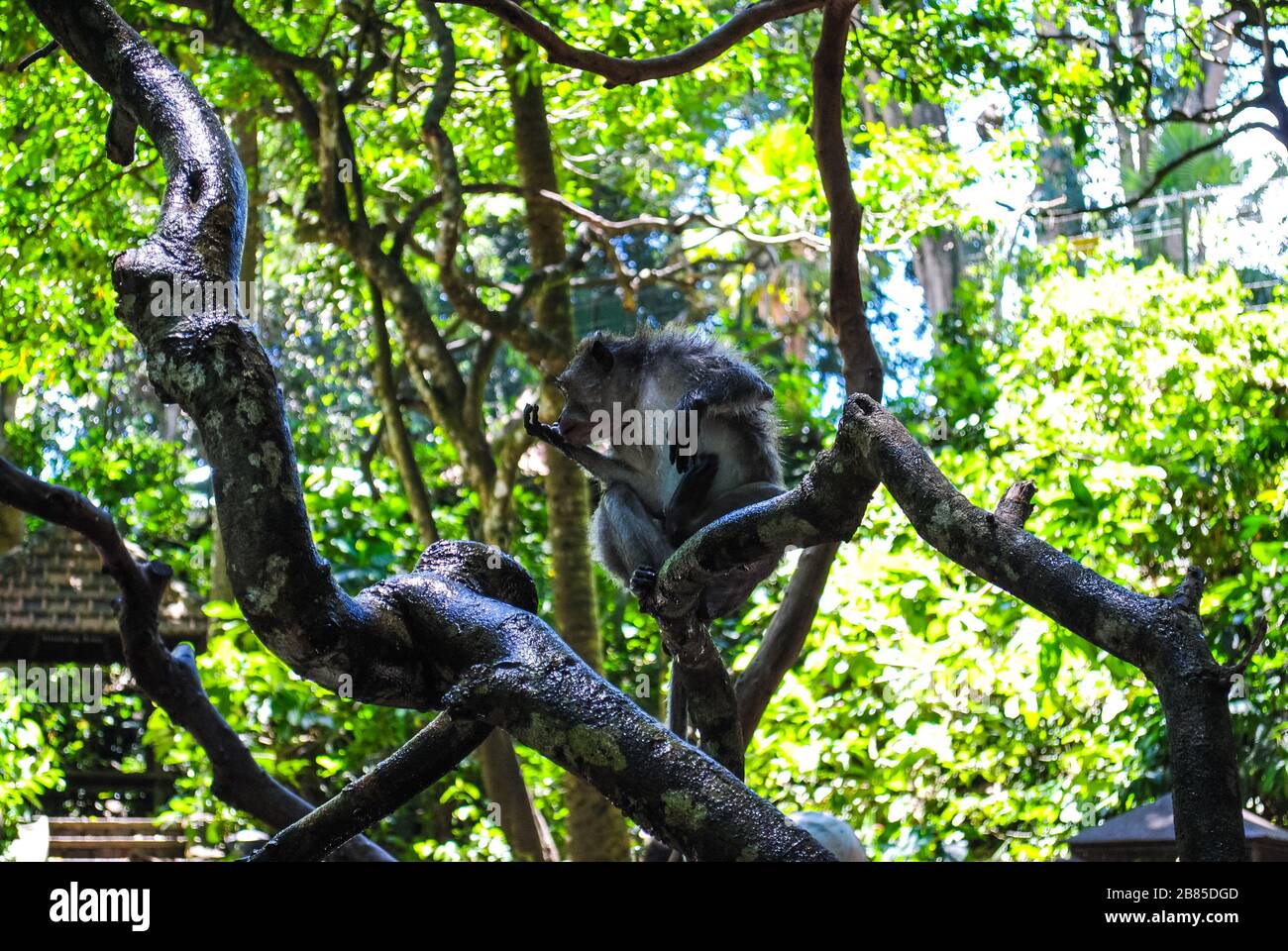 Un singe balinais à queue longue assis sur une branche d'arbre Banque D'Images