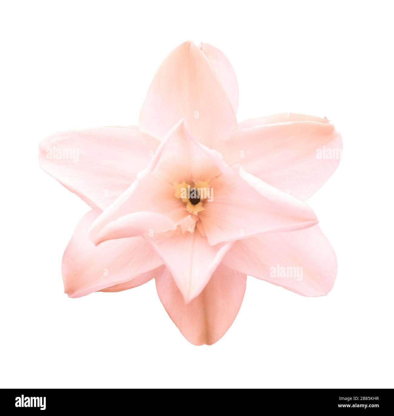Jonquille rose (Narcisse poeticus) isolée sur fond blanc. Tête de fleur de  jonquille entièrement ouverte. Fleurs de printemps. Vue de dessus Photo  Stock - Alamy