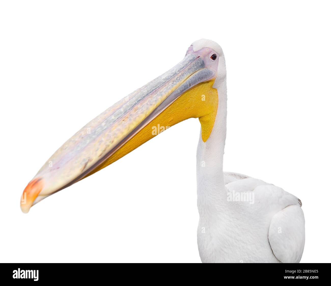 Grand portrait pélican blanc drôle isolé sur blanc. Oiseau zoo avec grand bec. Pelican - Grande découpe d'oiseau d'eau sur blanc Banque D'Images