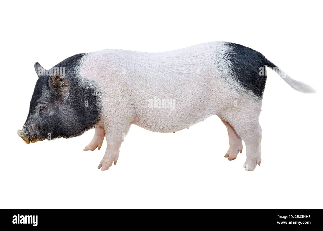 Porcelet vietnamien marrant isolé sur blanc. Porc à ventre plat de jeune porc pleine longueur isolé sur fond blanc. Animaux de ferme. Banque D'Images
