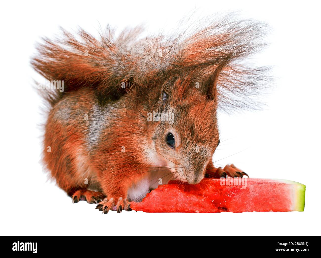 L'écureuil mangeant du pastèque isolé sur fond blanc. Écureuil doux rouge gros plan. Banque D'Images