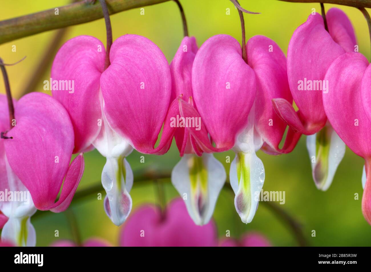 Gros plan sur le coeur de la saignement (Lamprocapnos spectabilis), Allemagne Banque D'Images