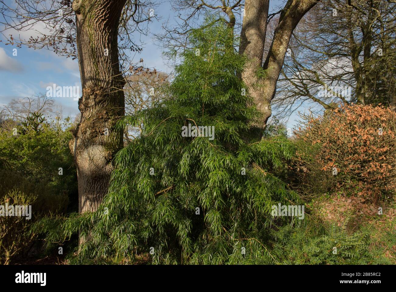 Arbre podocarpe à feuilles de saule (Podocarpus Salignus) dans un jardin boisé dans le Devon rural, Angleterre, Royaume-Uni Banque D'Images