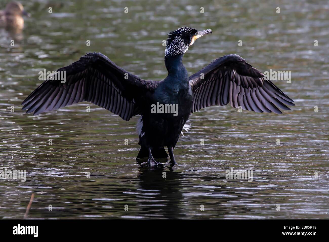 Northampton, Royaume-Uni, 17 mars 2020, UN Cormorant. Phalacrocurax cabo (Phalacrocoracidae) séchant ses ailes après avoir pêché dans le lac inférieur à Abington P Banque D'Images