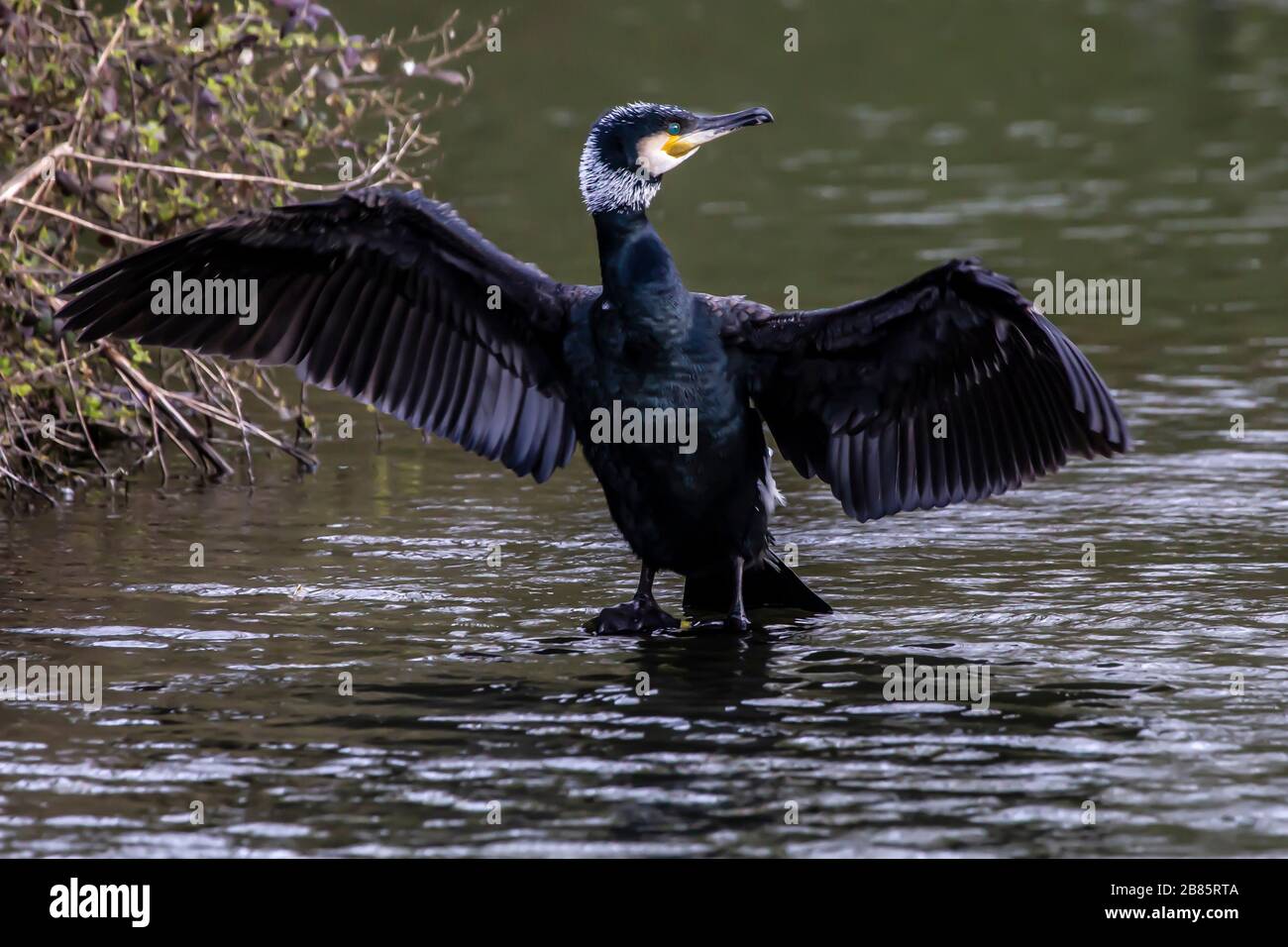 Northampton, Royaume-Uni, 17 mars 2020, UN Cormorant. Phalacrocurax cabo (Phalacrocoracidae) séchant ses ailes après avoir pêché dans le lac inférieur à Abington P Banque D'Images