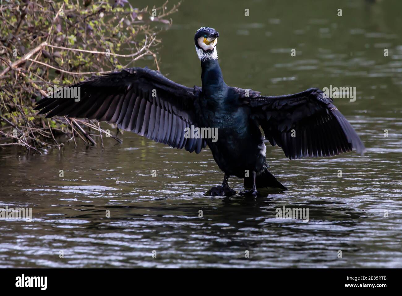 Northampton, Royaume-Uni, 17 mars 2020, UN Cormorant. Phalacrocurax cabo (Phalacrocoracidae) séchant ses ailes après avoir pêché dans le lac inférieur à Abington P Banque D'Images