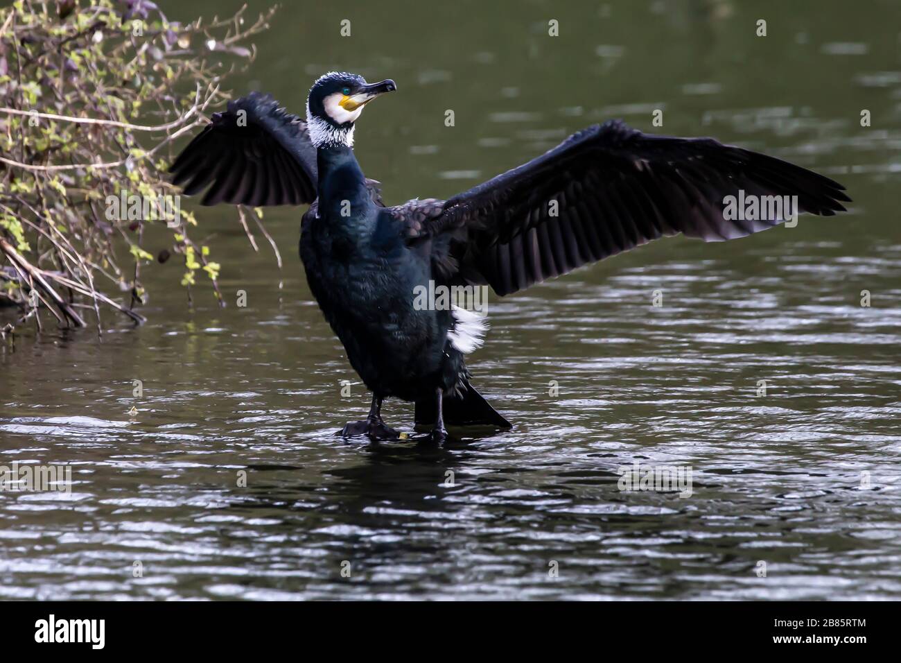 Northampton, Royaume-Uni, 17 mars 2020, UN Cormorant. Phalacrocurax cabo (Phalacrocoracidae) séchant ses ailes après avoir pêché dans le lac inférieur à Abington P Banque D'Images