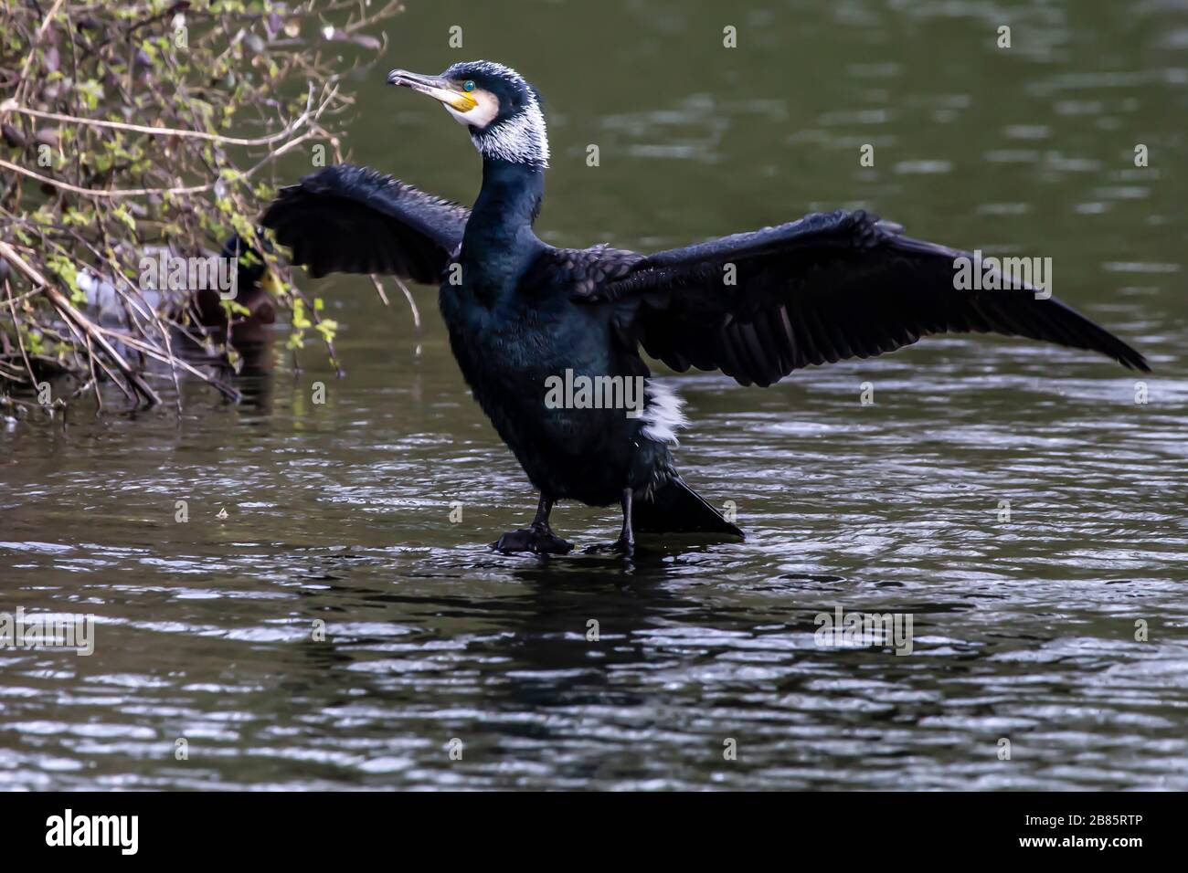 Northampton, Royaume-Uni, 17 mars 2020, UN Cormorant. Phalacrocurax cabo (Phalacrocoracidae) séchant ses ailes après avoir pêché dans le lac inférieur à Abington P Banque D'Images