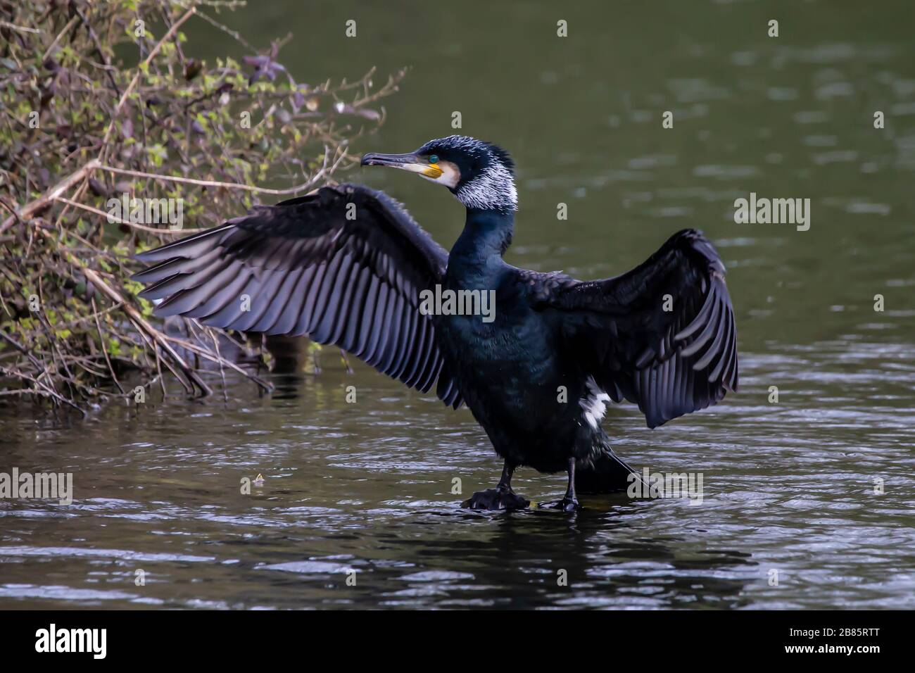 Northampton, Royaume-Uni, 17 mars 2020, UN Cormorant. Phalacrocurax cabo (Phalacrocoracidae) séchant ses ailes après avoir pêché dans le lac inférieur à Abington P Banque D'Images