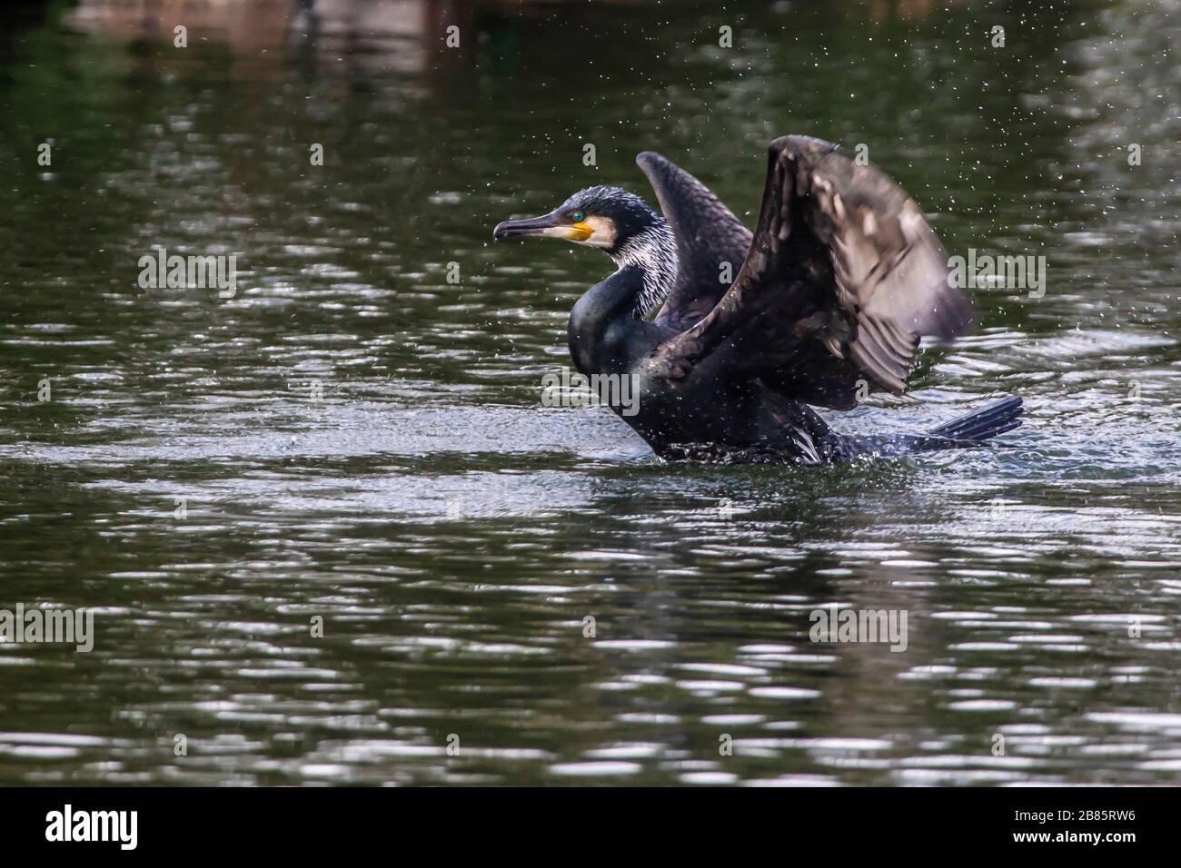 Northampton, Royaume-Uni, 17 mars 2020, UN Cormorant. Phalacrocurax cabo (Phalacrocoracidae) qui faillisse ses ailes après avoir pêché dans le lac inférieur d'Abington Banque D'Images