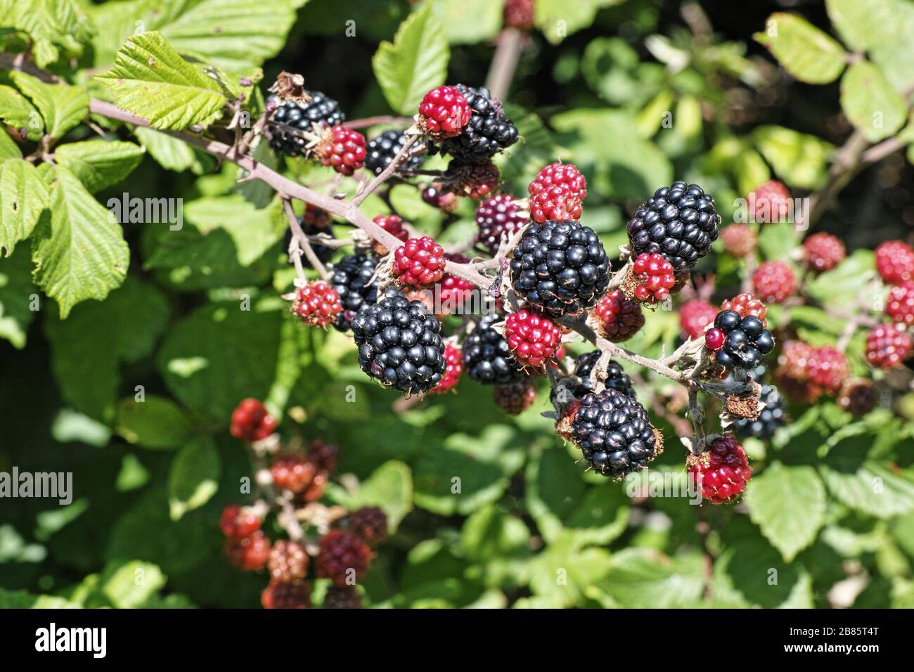 brindilles chargées de fruits de blackberry sauvage Banque D'Images